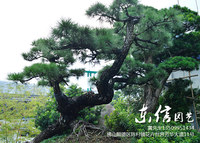 黑松