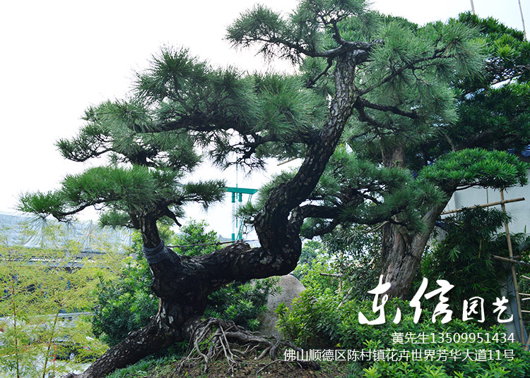 黑松
