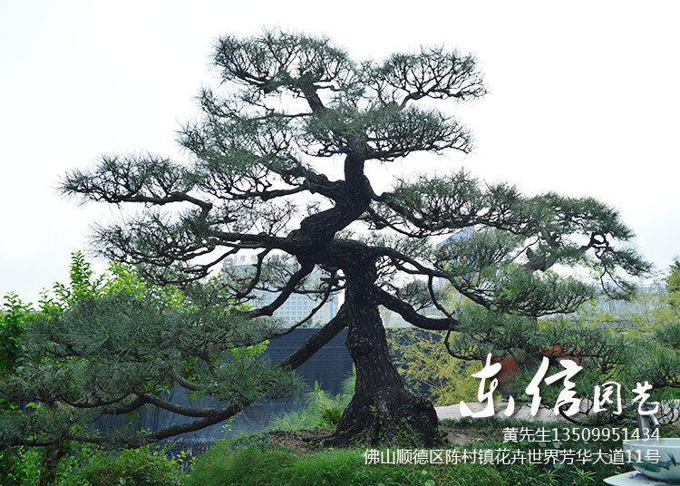 黑松