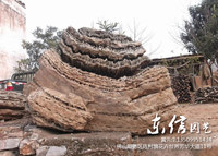 千层石