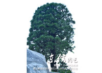 黑松