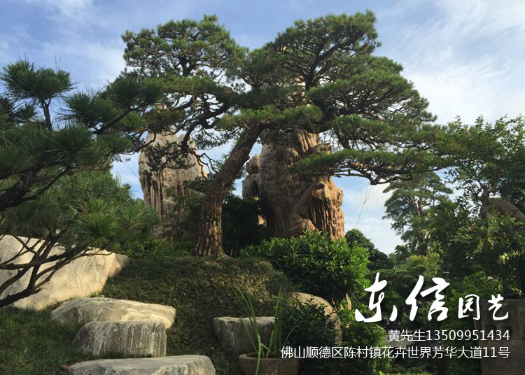 黑松批发零售
