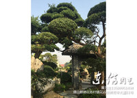 日本罗汉松批发零售