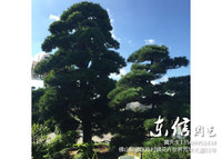 日本罗汉松批发零售