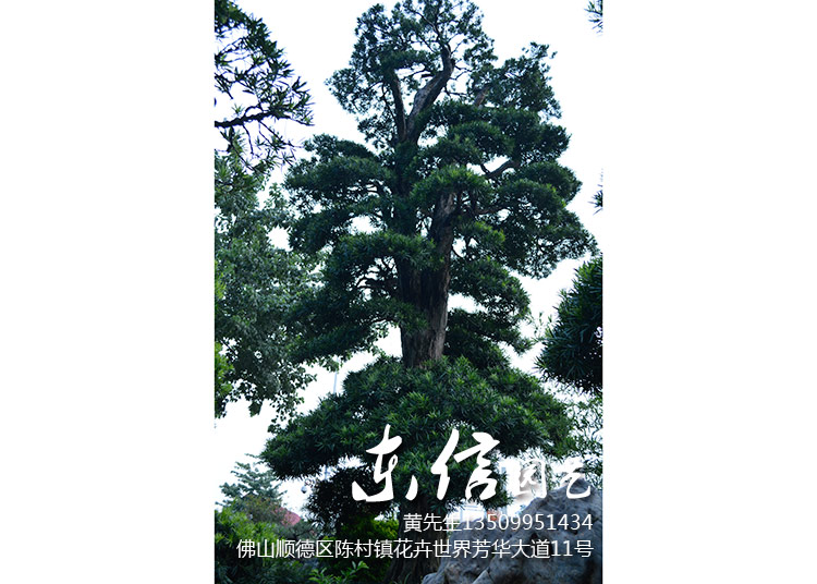 日本罗汉松